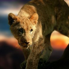 Desert Lion Tourism